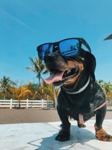 black dog wearing sunglasses