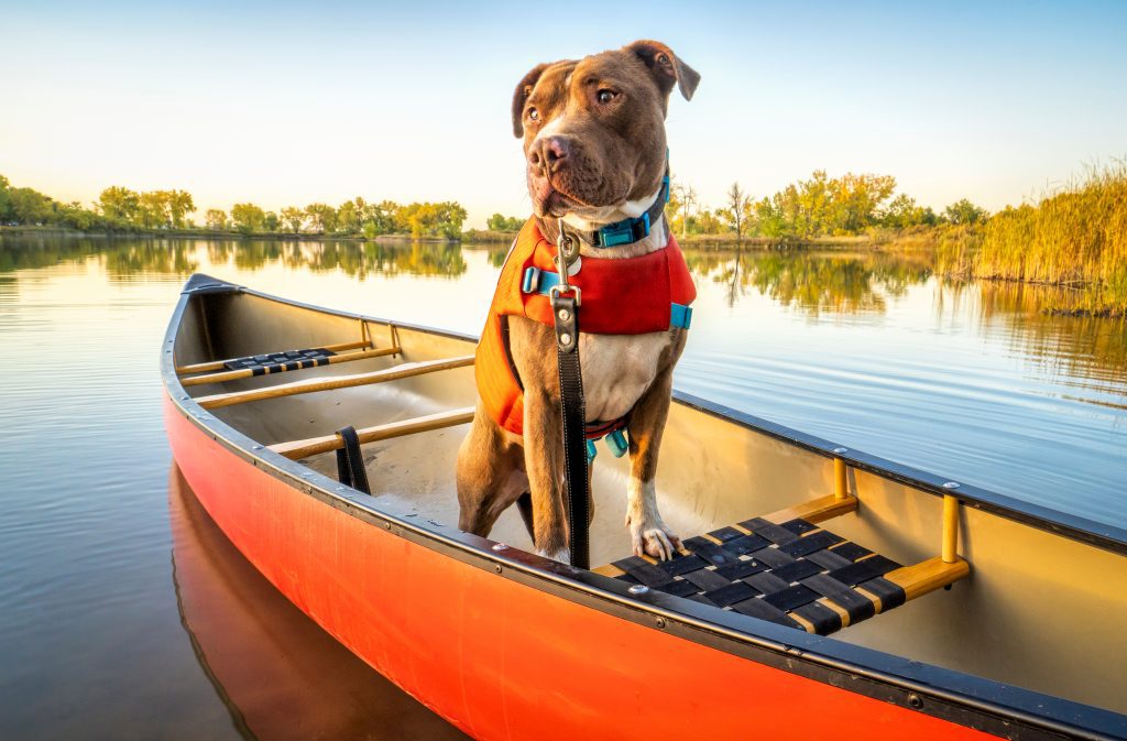 canoeing with dogs