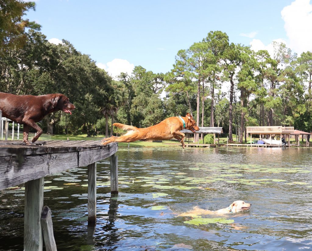 dock diving dogs