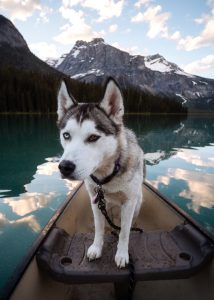 dog standing on a canoe