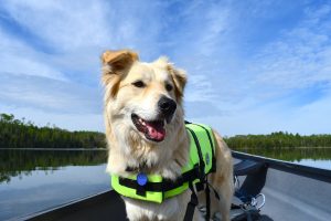 happy dog standing on a canoe