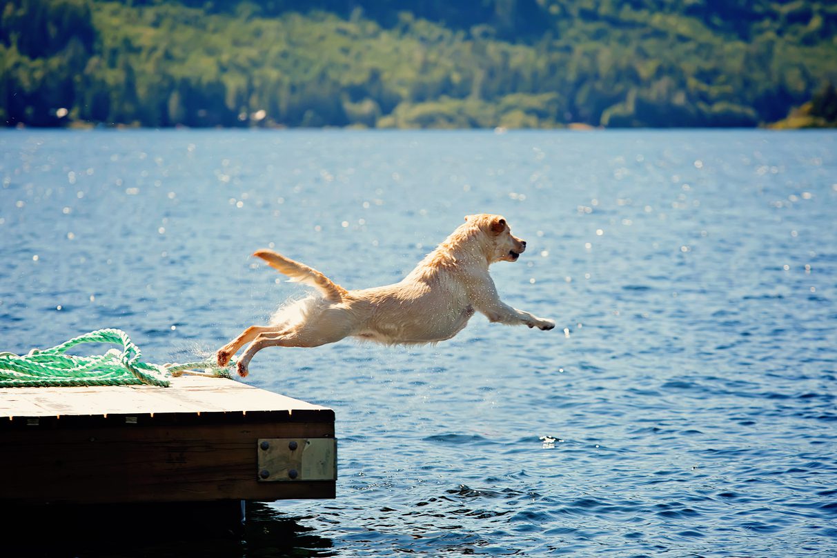 dock diving dog