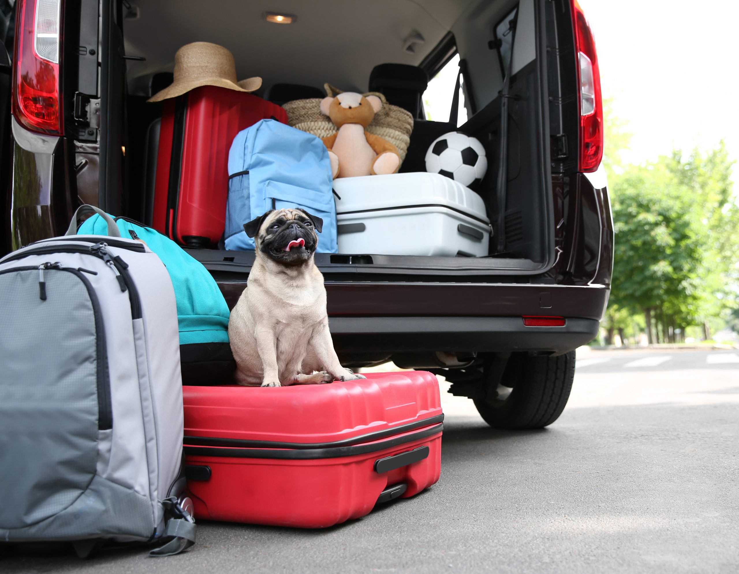 Road trip best sale essentials for dogs