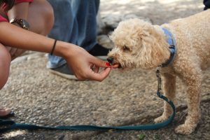 ginger dog treats for motion sickness
