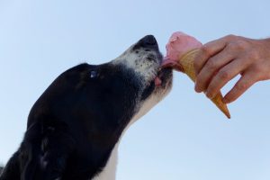 Giving cold treats is one way on how to keep dogs cool while camping.