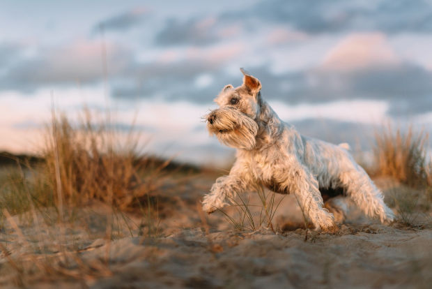 Good small hiking sales dogs