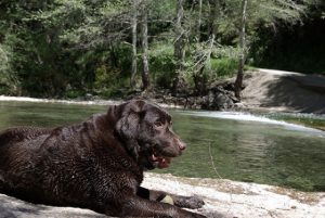dog-friendly camping in California