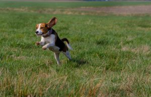 small dog running on grass