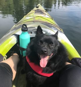 black dog on green kayak