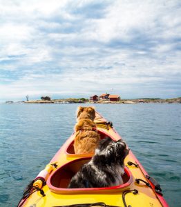 two dogs riding a yellow kayak
