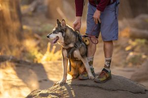 hiking the Appalachian Trail with a dog