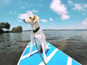 dog sitting on a paddleboard