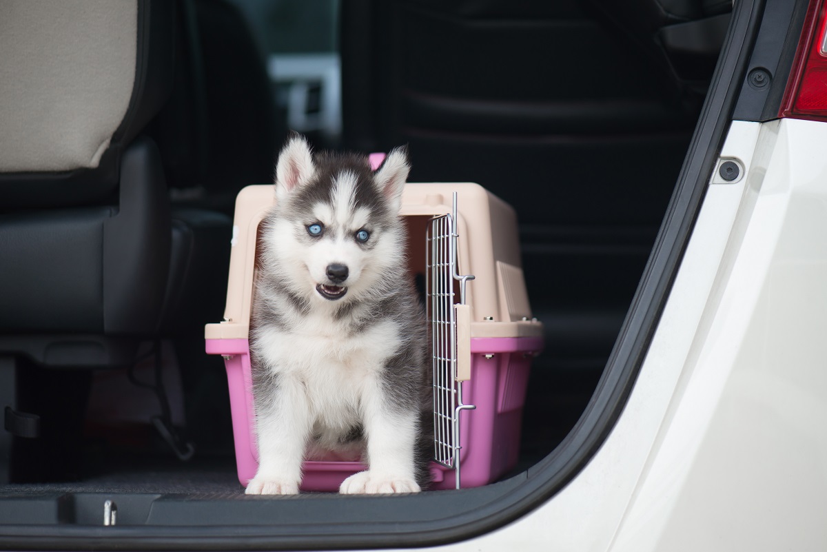 Traveling with a New Puppy A Survival Guide
