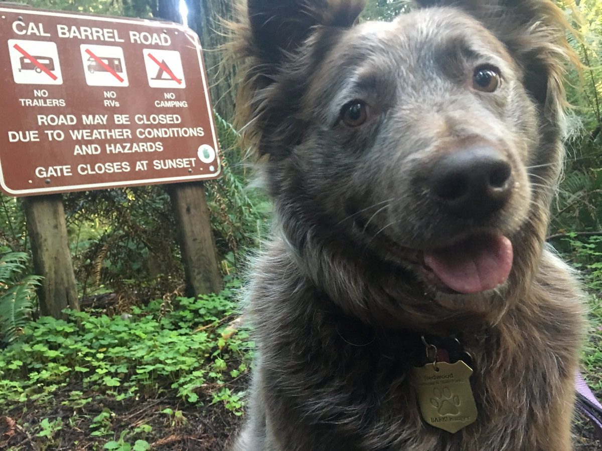dog friendly hikes redwood city