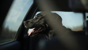 dog poops in backseat of car