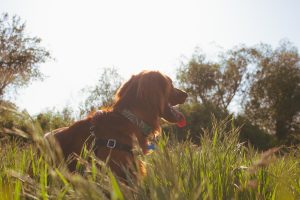 best hands free dog leash for hiking