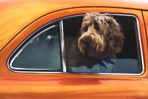 dog poops in car every time