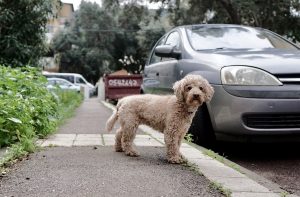 my dog poops in the car