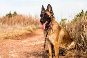 best dog leash for hiking