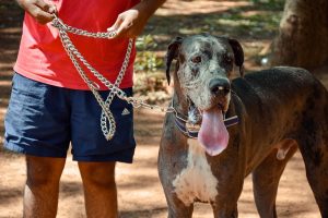 best leash length for hiking