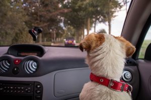 dog pees in car