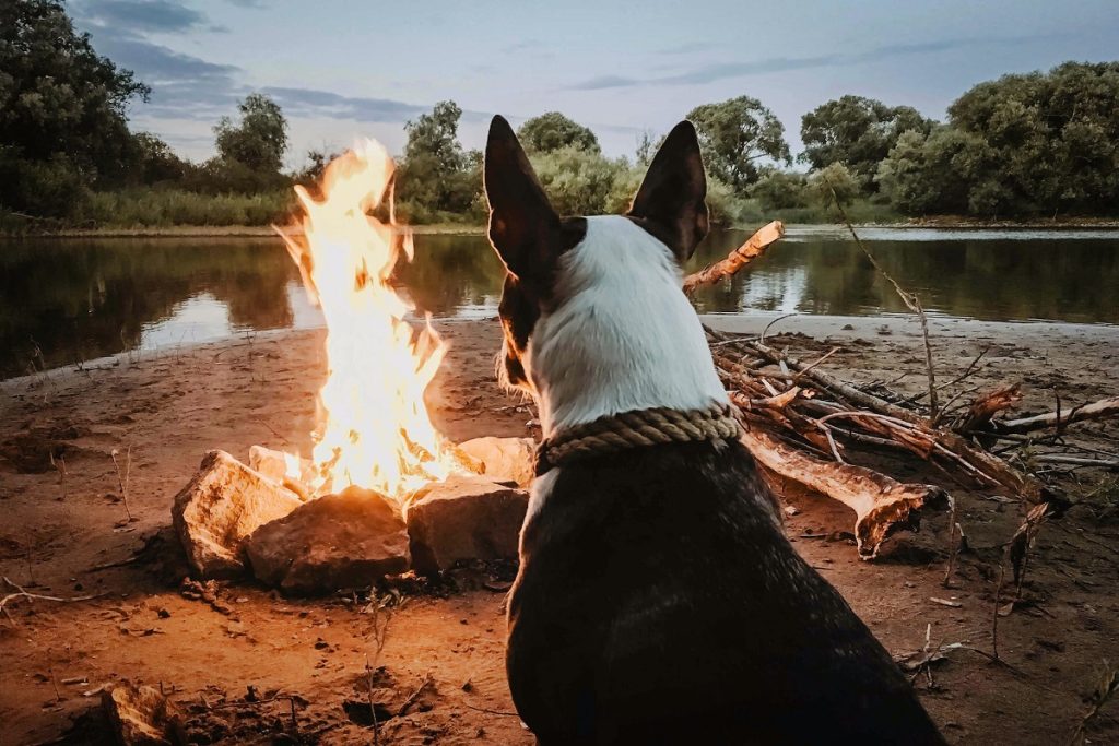 dog sitting in front of campfire