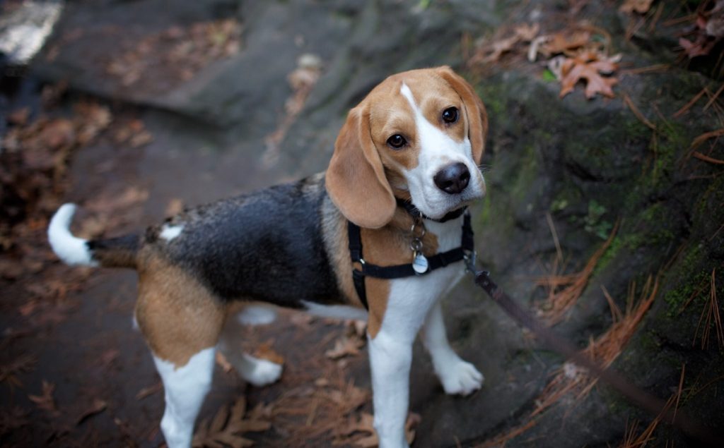 A beagle is one of the best small dogs for hiking.