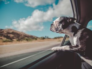 Boston Terrier looking out car window