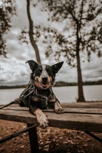 black dog sitting on wooden table