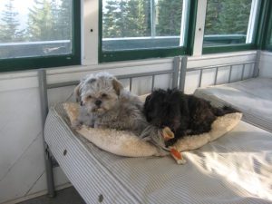 two dogs on bed at Girard Ridge Lookout
