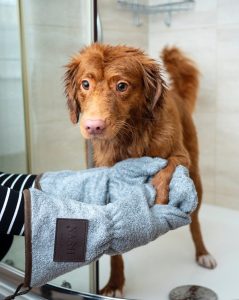 drying a wet dog