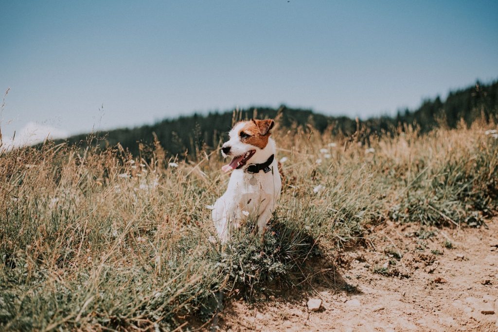 Jack Russell Terrier is one of the best small dogs for hiking.