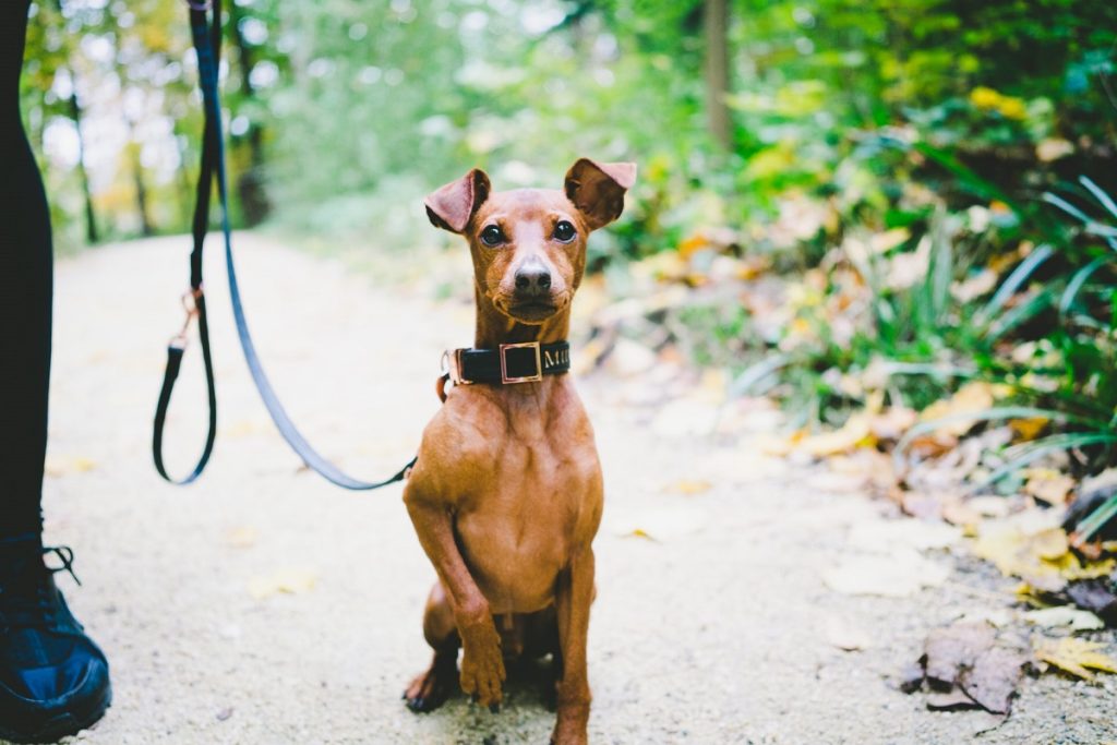 A miniature pinscher is one of the best small dogs for hiking.