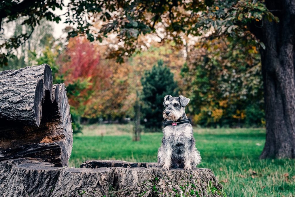A miniature schnauzer is one of the best small dogs for hiking.