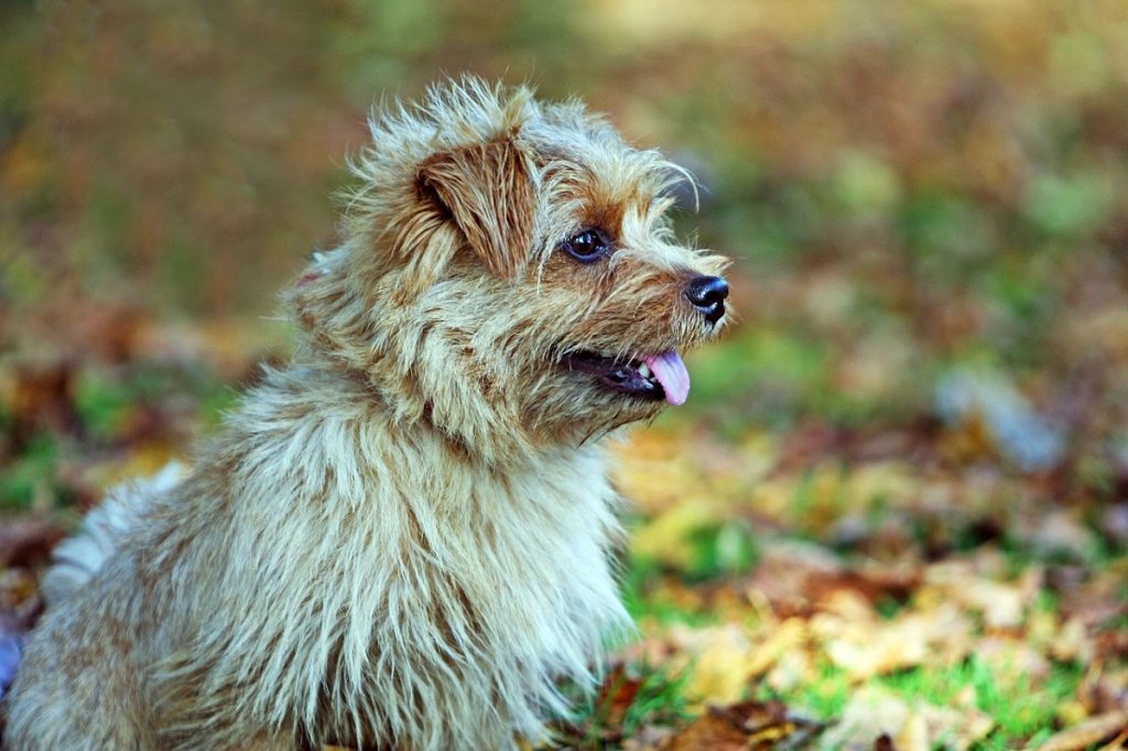 A norfolk terrier is one of the best small dogs for hiking.