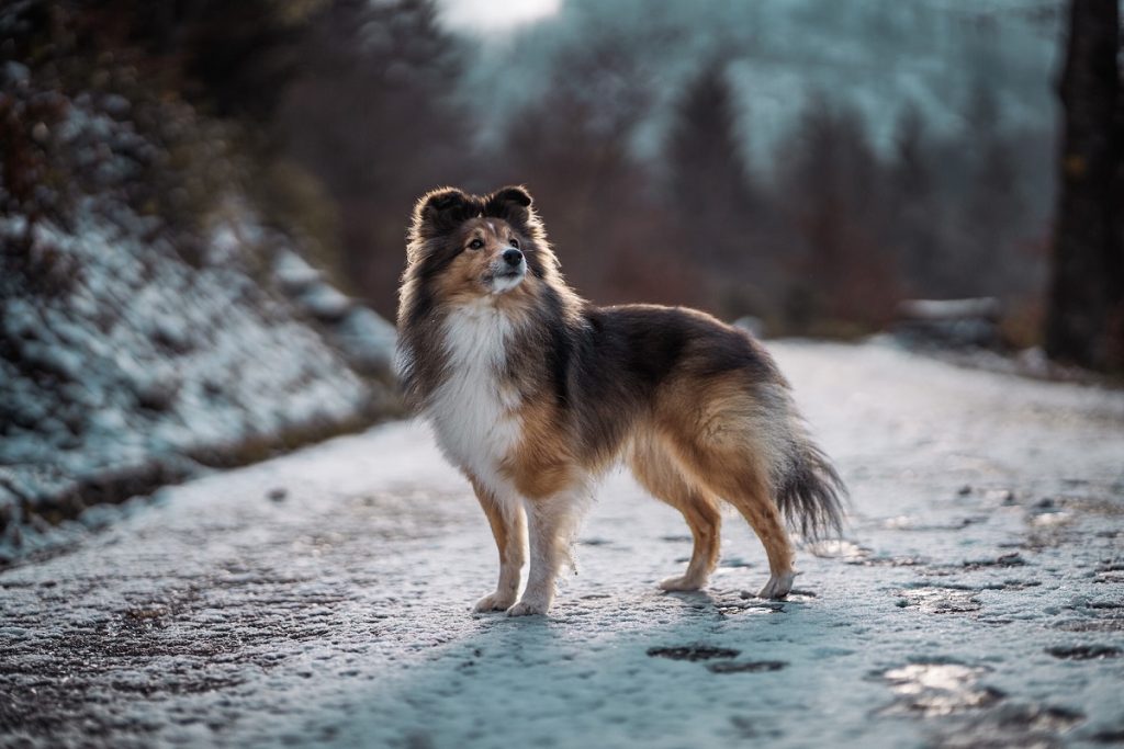 A shetland sheepdog is one of the best small dogs for hiking.