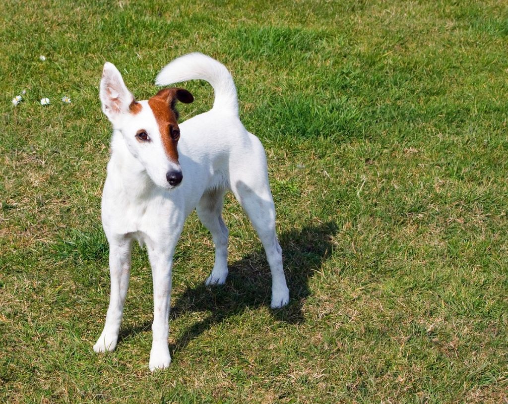 A smooth fox terrier is one of the best small dogs for hiking.