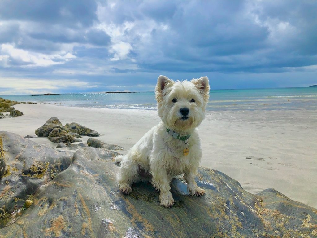 A west highland terrier is one of the best small dogs for hiking.