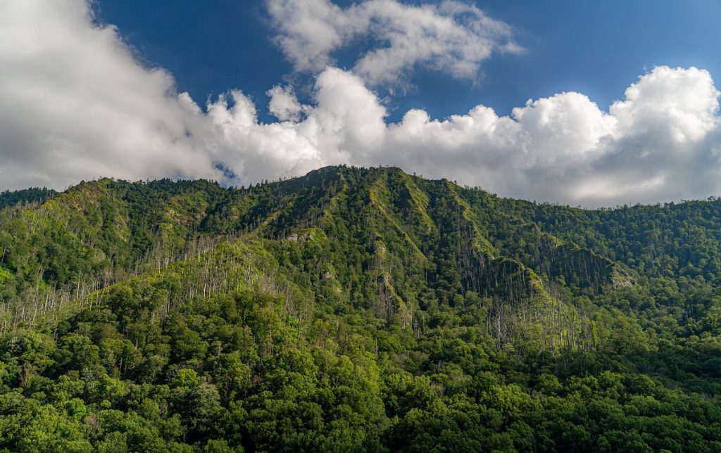 green trees of Great Smoky Mountains National Park