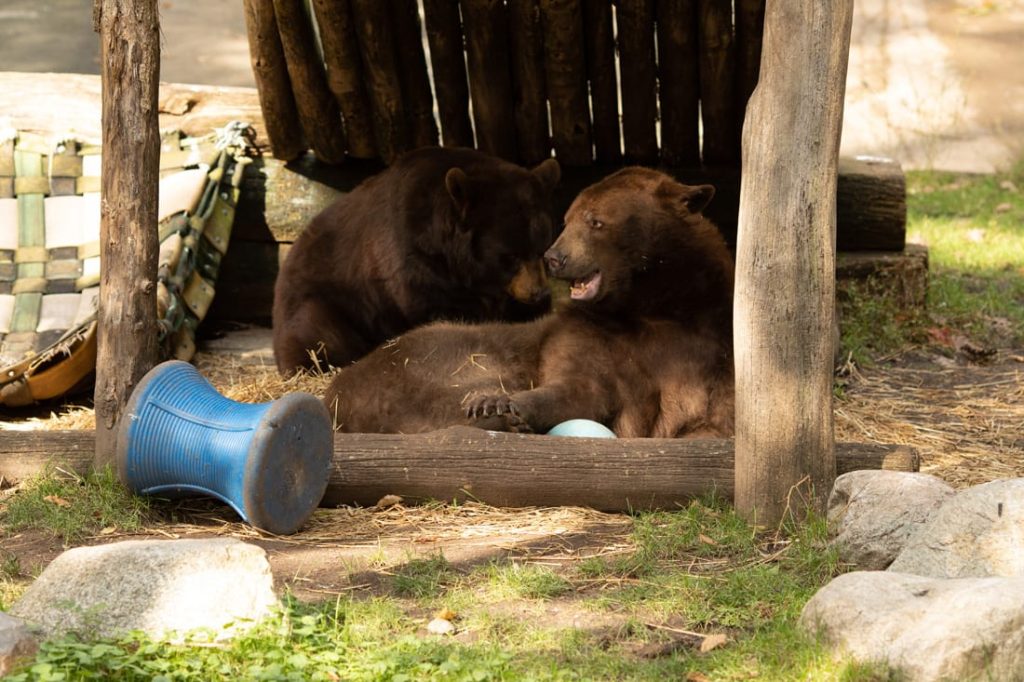 bears at Trailside Museums & Zoo