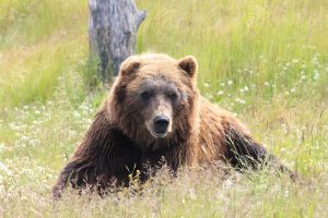 alaska brown bear lying on grass field