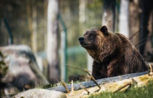 american brown bear in bear country
