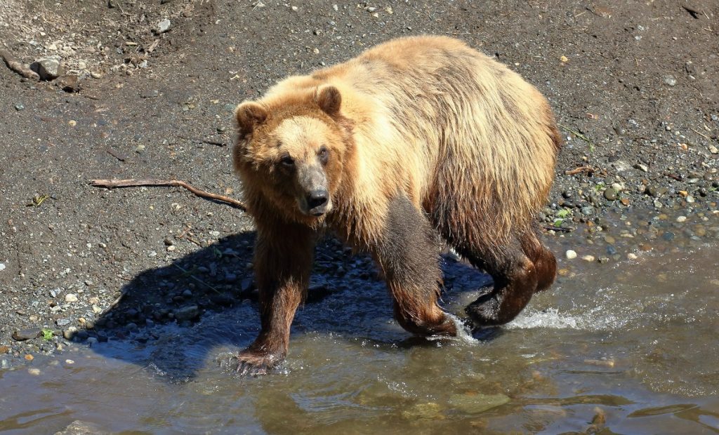 brown bear walking on water