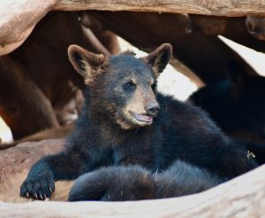 black bear cub laying on a log