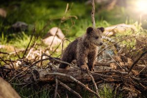 brown bear cub stepping on fallen tree branches