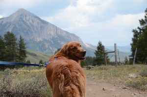 golden retriever dog on leash while hiking