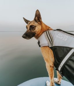 dog wearing lifejacket while on paddleboard