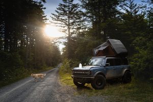 car camping with a dog on the road