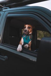 car camping with a dog
