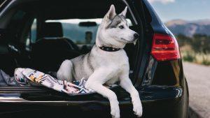 car camping with siberian husky dog